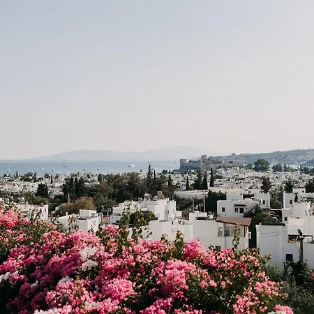 艾莉维诺套房酒店 酒店